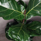 Ficus Lyrata