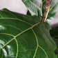 Ficus Lyrata